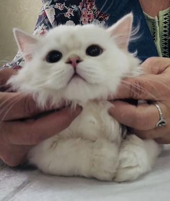 Шотландский котенок