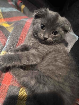 Британский котенок девочка вислоухая