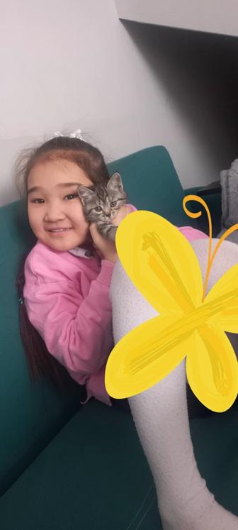 Отдадим котенка