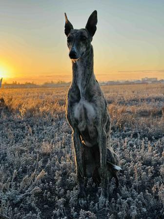 Пропала собака