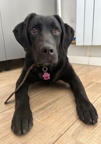 Продам лабрадора ретривера