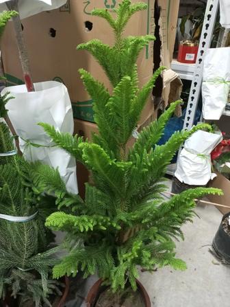 Продам араукарию - чилийская сосна