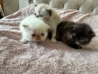 Котята экзотическая короткошёрстная