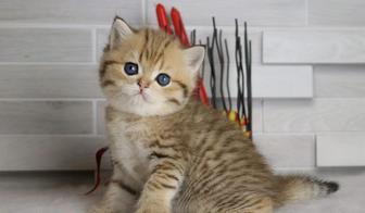 котята породистые шотландцы