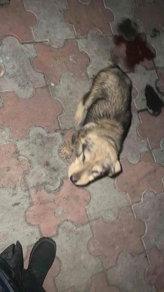 Продам срочно щенят Тобет