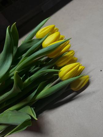 Продам тюльпаны