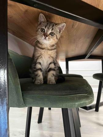 Котенок