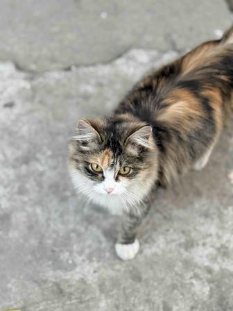 Кошечка в добрые руки