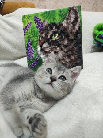 Котенок Шотландской породы Scotish strait мальчик