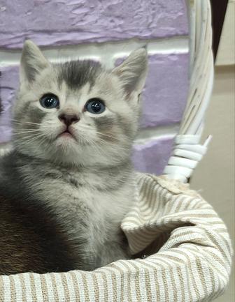 Шотландский котенок мальчик 2 мес