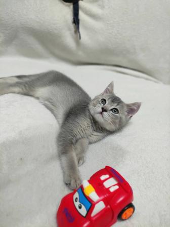 Шотландский котенок мальчик 2 мес