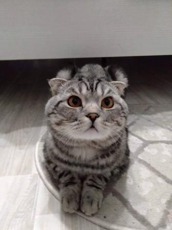 Красивый кот