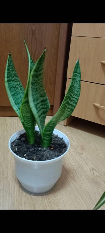 Продам комнатные цветы