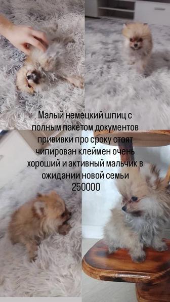 Продажа малого немецкого шпица