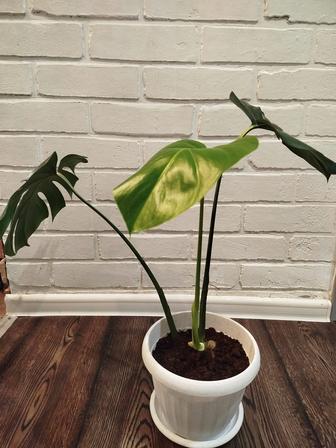 Комнатные растения пальма, монстера