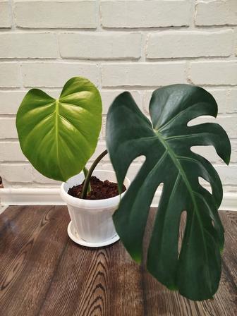 Комнатные растения пальма, монстера