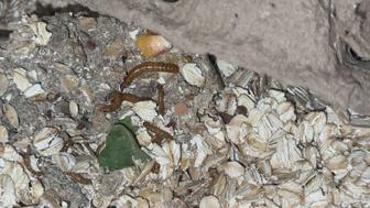 Мучные черви (живой корм)