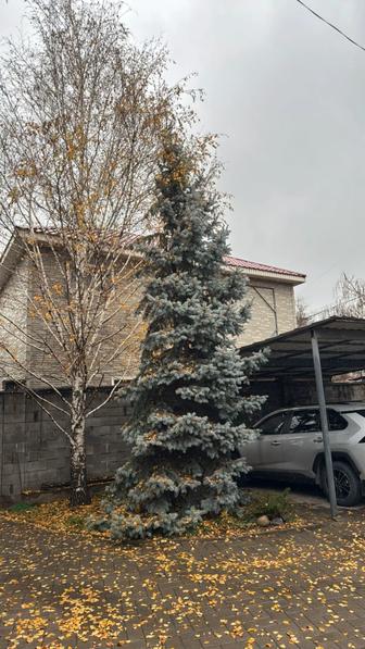 Сосны, туи, ели