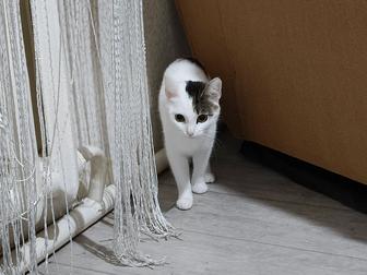 Отдам кота и кошку