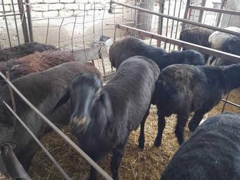 Қошқар еті бар