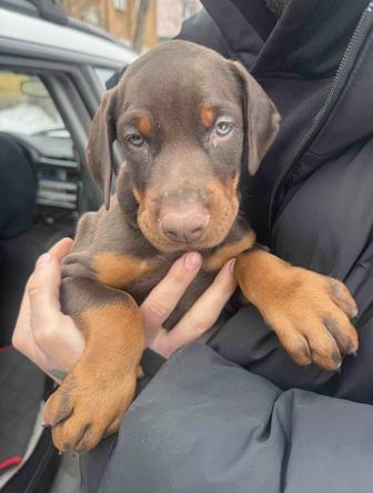 Щенки Доберман