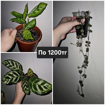 Продам комнатные цветы