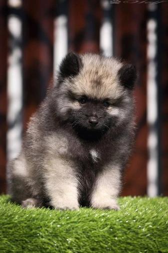 Единственный помет в Казахстане Эксклюзивные щенки ВольфШпица