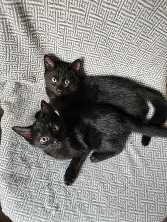 Котята ищут дом