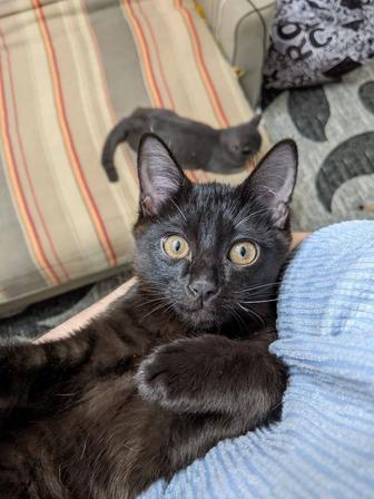 Котята ищут дом