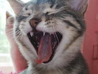 Котенок, мальчик 3,5 месяца.