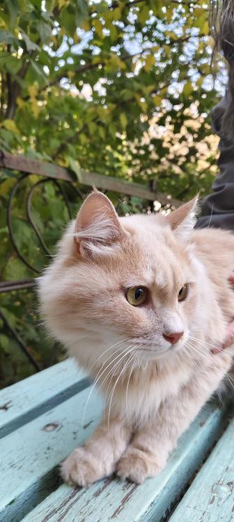 Отдаем кота бесплатно