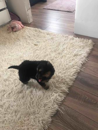 Отдам щенка скоро два месяца