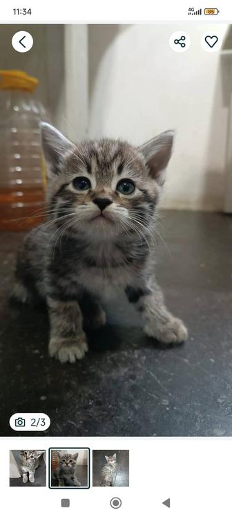 Отдам котят в хорошие руки
