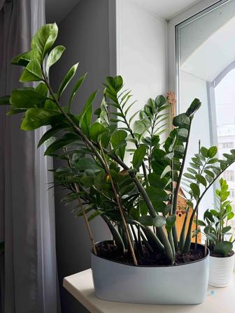 Замиокулькас