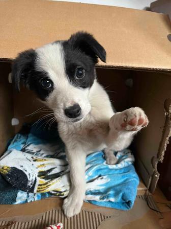 щеночек (девочка)