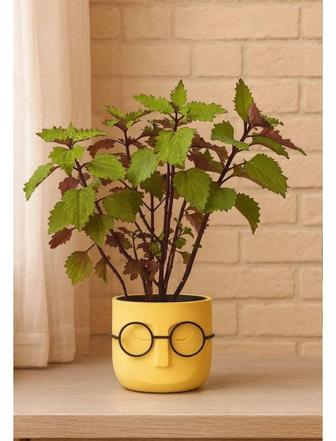 Колеус многолетнее растение 35 см.