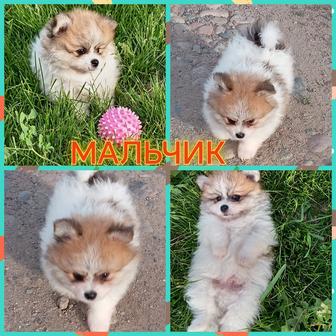 Шикарные мини щенята померанского шпица. Возраст 2 месяца