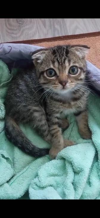 Котенок в добрые руки