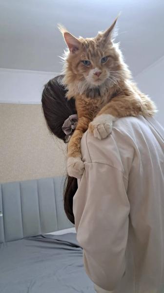 Вязка кота мейн-кун