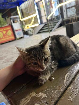 котенок