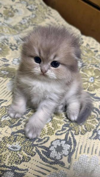 Продам котенка золотая шиншилла