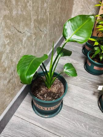 Стрелиция Николая. Комнатное растение