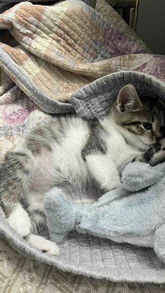 Котик 2 Мес. Пацанчик