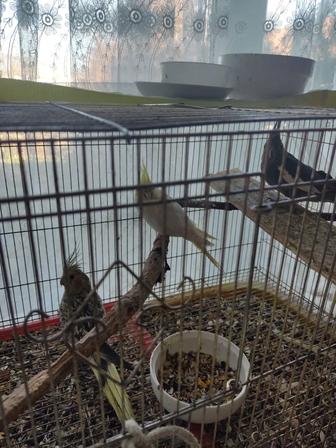 Птица , корелла полгода деткам