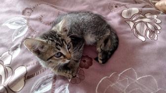 Отдам маленькую кошку,в лоток ходить,кушает