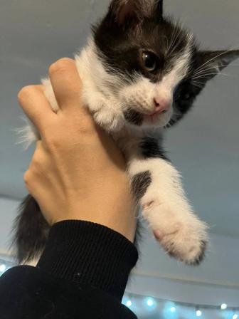 Отдам котенка в хорошие добрые руки