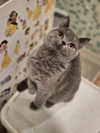 В добрые руки британская кошечка