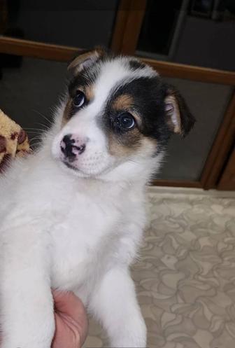 Шкода ищет мампап. Доставлю!