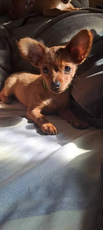 Продам щенят