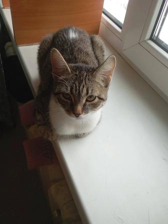 Отдам кошку к лоток приучен ласковый игривый кушает все район встречи